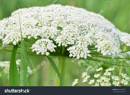 Attēlu rezultāti vaicājumam “Cicuta virosa”