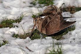 Attēlu rezultāti vaicājumam “Scolopax rusticola”