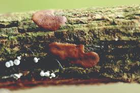 Attēlu rezultāti vaicājumam “Dictydiaethalium plumbeum spores”