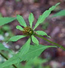 Attēlu rezultāti vaicājumam “Bidens frondosa fruit”