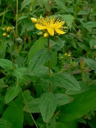 Attēlu rezultāti vaicājumam “Hypericum maculatum flower”