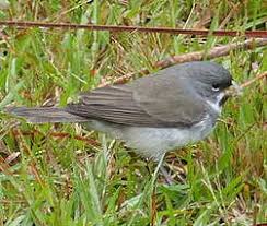 Attēlu rezultāti vaicājumam “Collaria sp.”