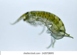 Attēlu rezultāti vaicājumam “Talitrus saltator”