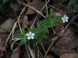 Attēlu rezultāti vaicājumam “Moehringia lateriflora flower”