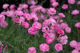 Image result for Dianthus gratianopolitanus