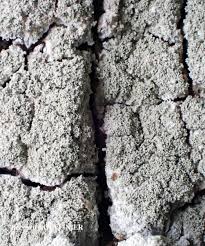 Attēlu rezultāti vaicājumam “Pertusaria coccodes”