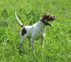 Image result for Pointers