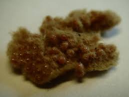 Attēlu rezultāti vaicājumam “Trichoptera egg mass”