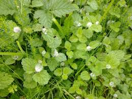 Attēlu rezultāti vaicājumam “Veronica chamaedrys leaf”