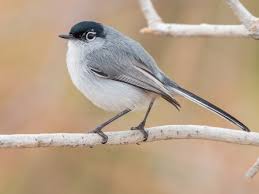 Attēlu rezultāti vaicājumam “Nardia geoscyphus”