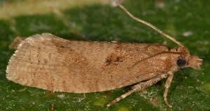 Attēlu rezultāti vaicājumam “Epinotia sordidana”