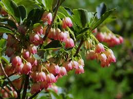 Attēlu rezultāti vaicājumam “Enkianthus chinensis”