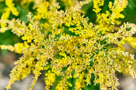 Attēlu rezultāti vaicājumam “Bunias orientalis flower”