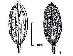 Attēlu rezultāti vaicājumam “Digitaria ischaemum leaf”