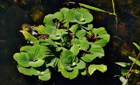 Attēlu rezultāti vaicājumam “Pistia stratiotes”