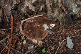 Attēlu rezultāti vaicājumam “Bondarzewia mesenterica”