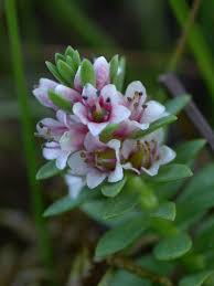 Attēlu rezultāti vaicājumam “Glaux maritima flower”