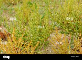 Attēlu rezultāti vaicājumam “Rumex maritimus leaf”