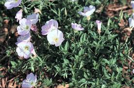 Attēlu rezultāti vaicājumam “Saussurea esthonica flower”