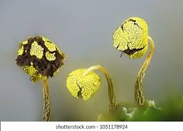 Attēlu rezultāti vaicājumam “Physarum viride”