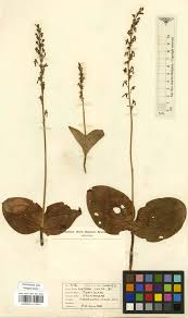 Attēlu rezultāti vaicājumam “Listera ovata flower”