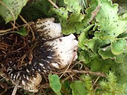 Attēlu rezultāti vaicājumam “Peltigera leucophlebia”