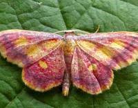 Attēlu rezultāti vaicājumam “Idaea muricata”