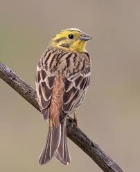 Attēlu rezultāti vaicājumam “Emberiza citrinella male”