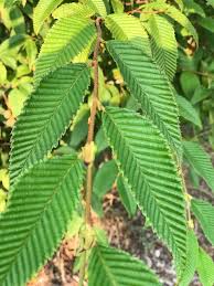 Attēlu rezultāti vaicājumam “Alnus”