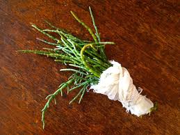 Attēlu rezultāti vaicājumam “Saelania glaucescens sporophyte”