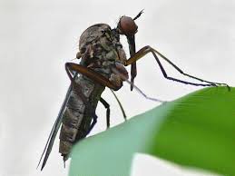 Attēlu rezultāti vaicājumam “Empis sp.”