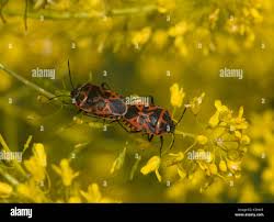 Attēlu rezultāti vaicājumam “Eurydema dominulus imago”
