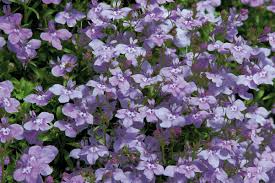 Image result for Lobelia erinus