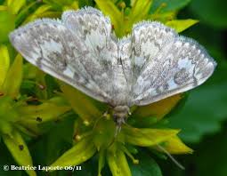 Attēlu rezultāti vaicājumam “Anania coronata”