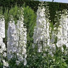 Image result for Rittersporn