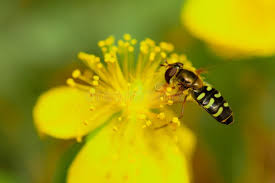 Attēlu rezultāti vaicājumam “Dasysyrphus tricinctus”