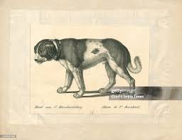 Attēlu rezultāti vaicājumam “Canis lupus familiaris”