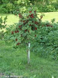 Attēlu rezultāti vaicājumam “Ribes rubrum”