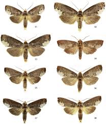 Attēlu rezultāti vaicājumam “Notodontidae”