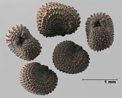 Attēlu rezultāti vaicājumam “Silene vulgaris bud”