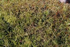 Attēlu rezultāti vaicājumam “Sciuro-hypnum reflexum”