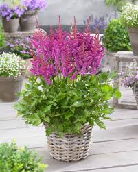 Attēlu rezultāti vaicājumam “Astilbe chinensis”