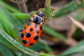 Attēlu rezultāti vaicājumam “Hippodamia tredecimpunctata”