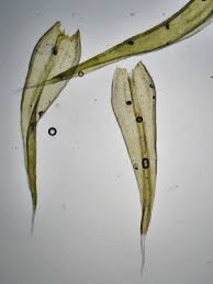 Attēlu rezultāti vaicājumam “Racomitrium heterostichum”