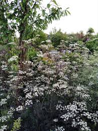 Attēlu rezultāti vaicājumam “Anthriscus”