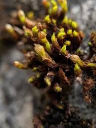 Attēlu rezultāti vaicājumam “Orthotrichum cupulatum var. riparium sporophyte”