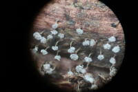 Attēlu rezultāti vaicājumam “Physarum flavicomum”