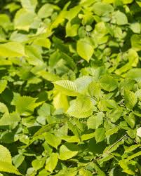 Attēlu rezultāti vaicājumam “Ulmus laevis”