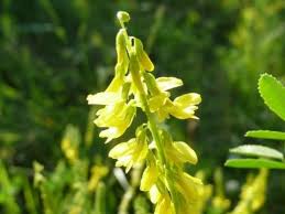 Attēlu rezultāti vaicājumam “Melilotus officinalis”