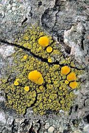 Attēlu rezultāti vaicājumam “Candelariella sp.”